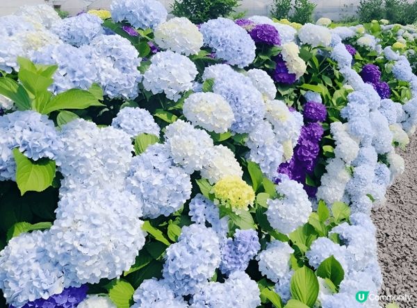 夏日打卡點必推濟州島繡球花路。繡球花盛放季節，各種顏色嘅繡球...