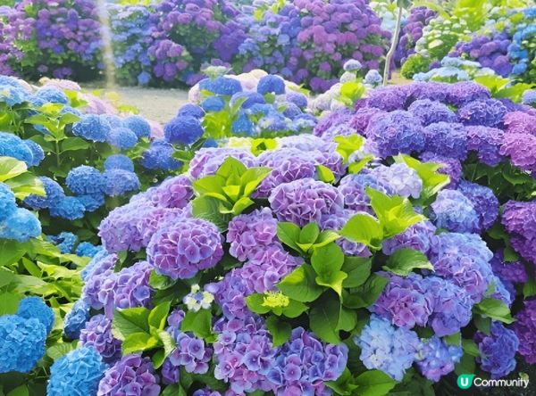 夏日打卡點必推濟州島繡球花路。繡球花盛放季節，各種顏色嘅繡球...