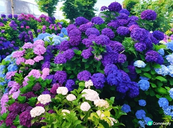 夏日打卡點必推濟州島繡球花路。繡球花盛放季節，各種顏色嘅繡球...