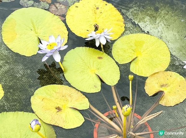 鑽石山志蓮淨苑，春季打卡必去！