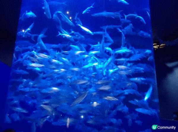 香港海洋公園；生日免費入場
