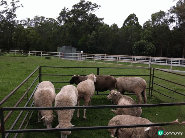 澳洲黃金海岸，悉尼大橋，羊群…美景，空曠，大自然…應有盡有！...