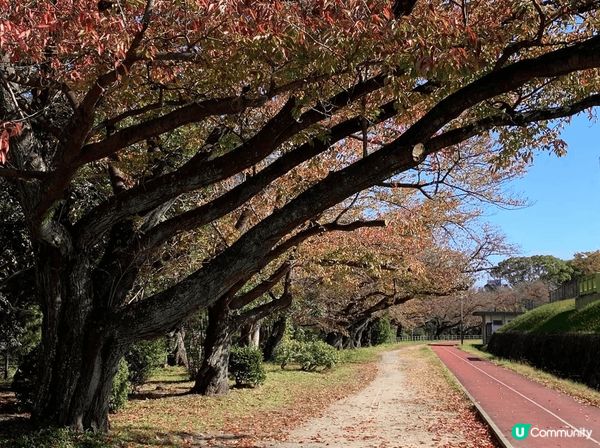 紅葉季到訪大阪城公園，由天守閣襯托紅葉，古色古香。再到福岡大...