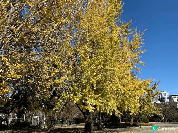 紅葉季到訪大阪城公園，由天守閣襯托紅葉，古色古香。再到福岡大...