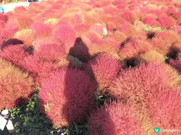 日本茨城縣常陸海濱公園掃把（波波）草，晚秋限定的金紅漸層掃帚...