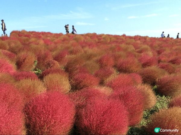 日本茨城縣常陸海濱公園掃把（波波）草，晚秋限定的金紅漸層掃帚...