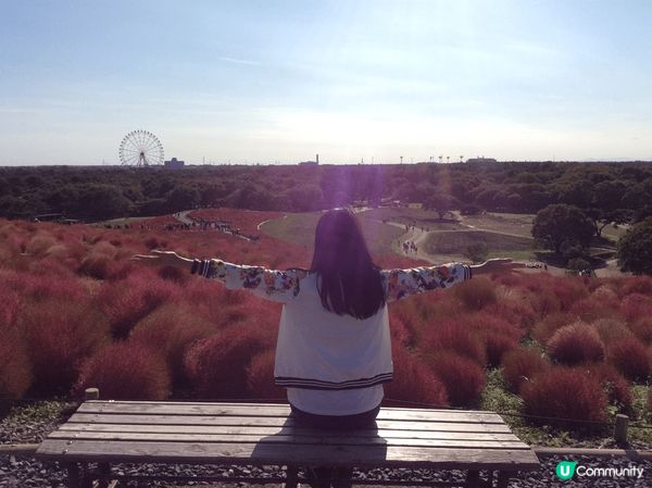 日本茨城縣常陸海濱公園掃把（波波）草，晚秋限定的金紅漸層掃帚...