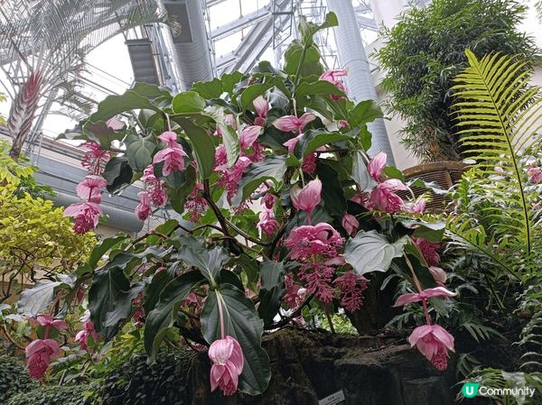 香港公園溫室，一年四季都有不同的花卉植物欣賞，營造室內熱帶雨...