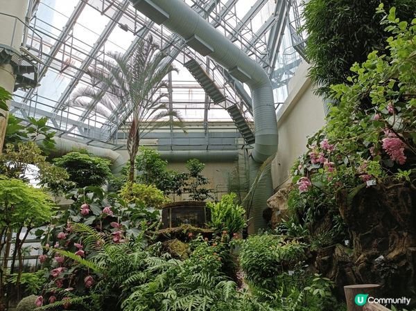 香港公園溫室，一年四季都有不同的花卉植物欣賞，營造室內熱帶雨...
