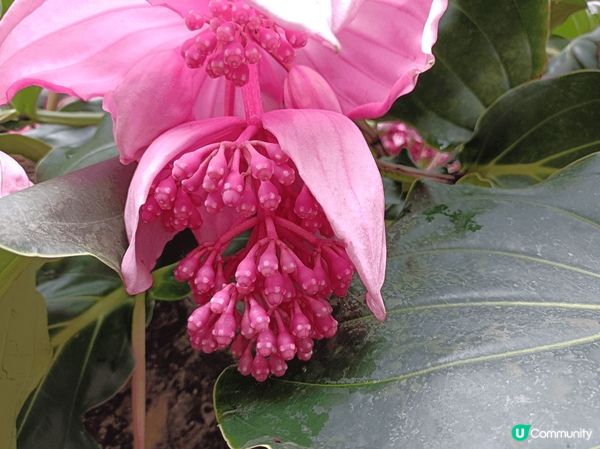 香港公園溫室，一年四季都有不同的花卉植物欣賞，營造室內熱帶雨...