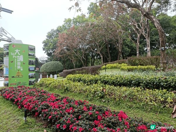大埔海濱公園，春日賞花打卡之選，美麗的玫瑰園被園藝師悉心打理...