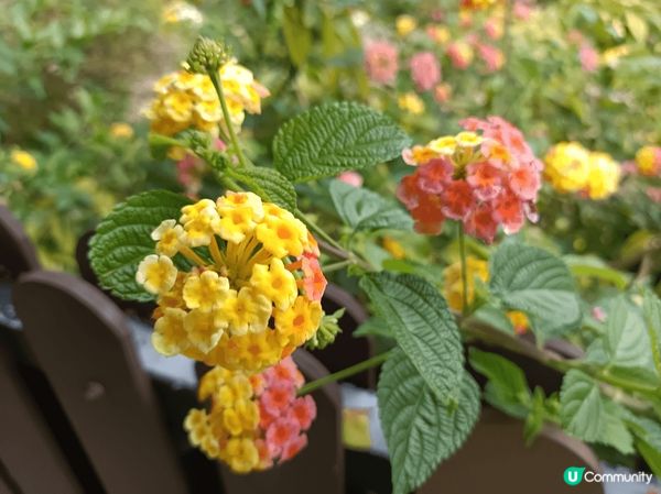 大埔海濱公園，春日賞花打卡之選，美麗的玫瑰園被園藝師悉心打理...