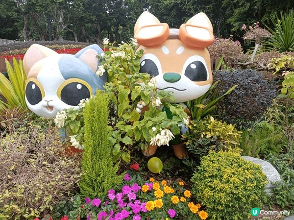 大埔海濱公園，春日賞花打卡之選，美麗的玫瑰園被園藝師悉心打理...