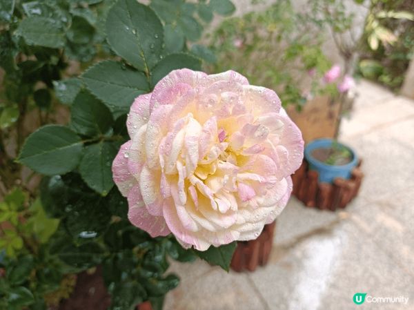 大埔海濱公園，春日賞花打卡之選，美麗的玫瑰園被園藝師悉心打理...