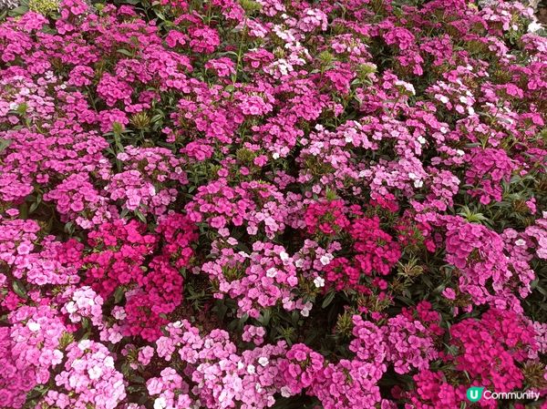 天水圍公園環境舒適偌大，無論是散步運動，還是賞花拍照，都各適...