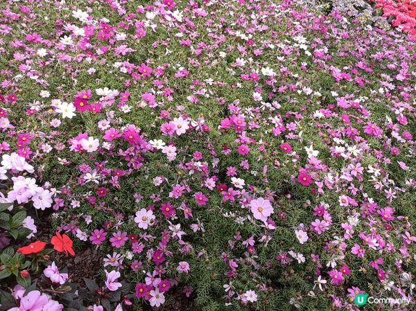 天水圍公園環境舒適偌大，無論是散步運動，還是賞花拍照，都各適...