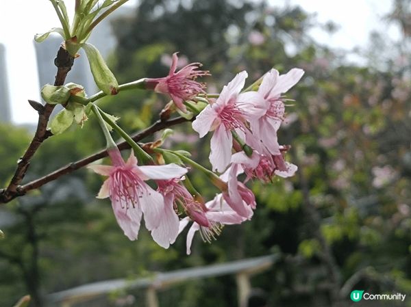 天水圍公園環境舒適偌大，無論是散步運動，還是賞花拍照，都各適...