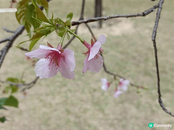 天水圍公園環境舒適偌大，無論是散步運動，還是賞花拍照，都各適...
