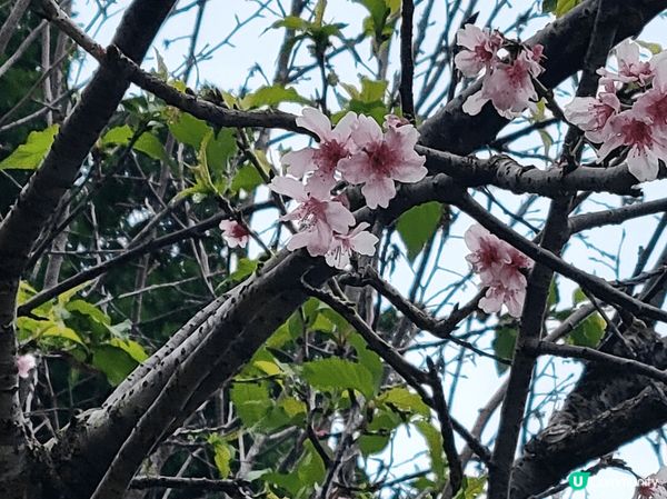 荔枝角公園，花海一片，很多人在這邊拍攝花花呢