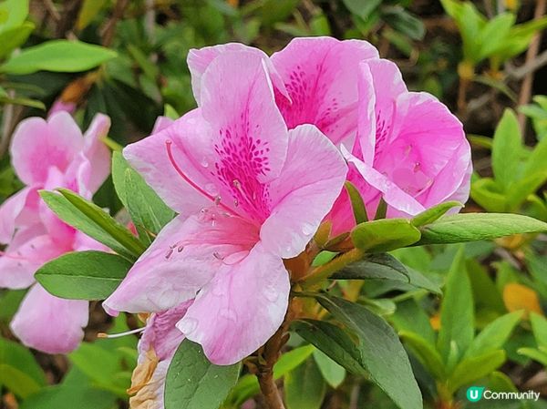 荔枝角公園，花海一片，很多人在這邊拍攝花花呢