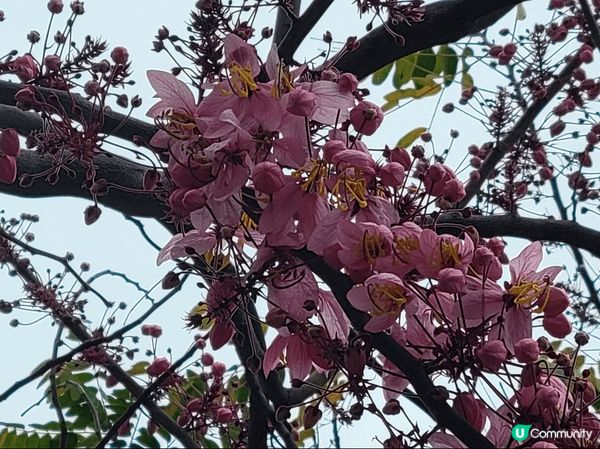 荔枝角公園，花海一片，很多人在這邊拍攝花花呢