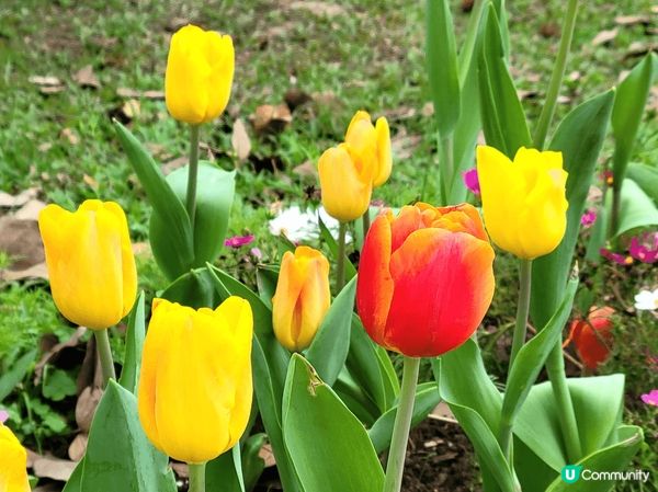 荔枝角公園，花海一片，很多人在這邊拍攝花花呢