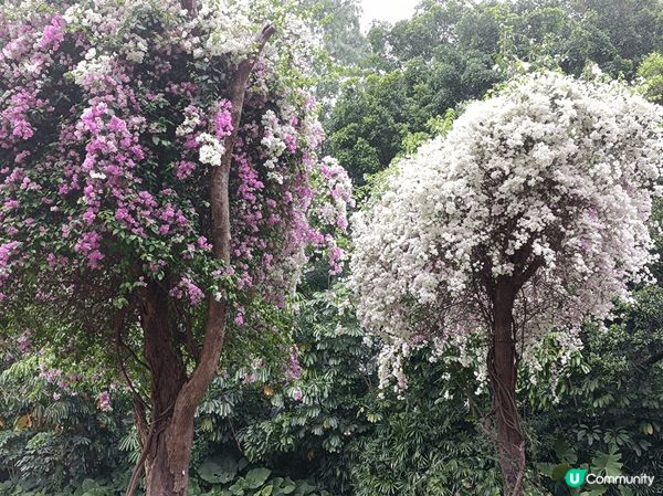 深圳蓮花山公園賞勒杜鵑，這裡不是一個公園，而是一座山，遊人絡...