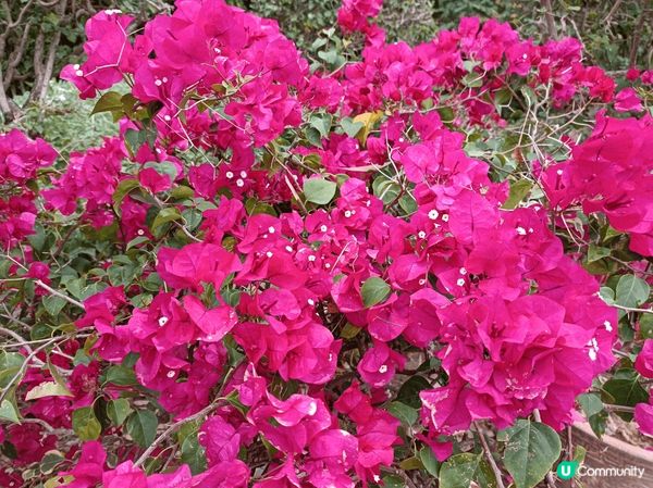 深圳蓮花山公園賞勒杜鵑，這裡不是一個公園，而是一座山，遊人絡...