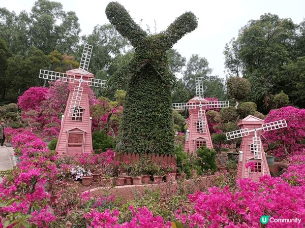 深圳蓮花山公園賞勒杜鵑，這裡不是一個公園，而是一座山，遊人絡...