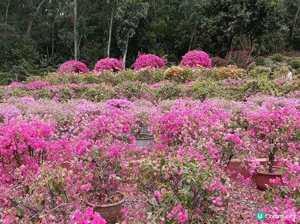 深圳蓮花山公園賞勒杜鵑，這裡不是一個公園，而是一座山，遊人絡...
