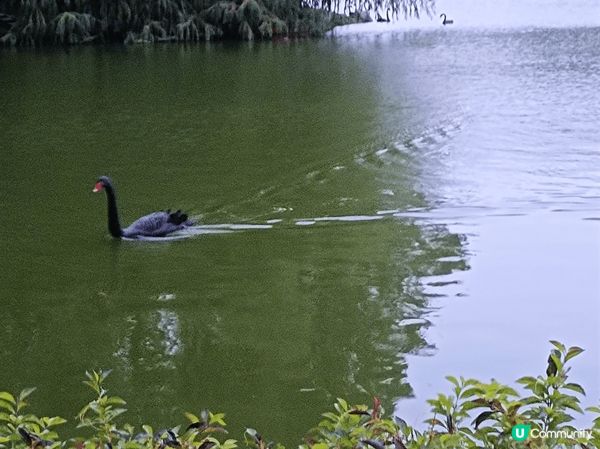 被譽為最美大學的廈門大學，環境優美亦充滿復古氣息，湖上的黑天...