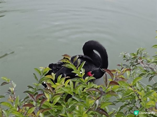 被譽為最美大學的廈門大學，環境優美亦充滿復古氣息，湖上的黑天...