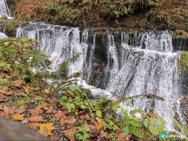 日本輕井澤，今次目標是影紅葉，可惜還未完全轉紅，黃葉還有不少...