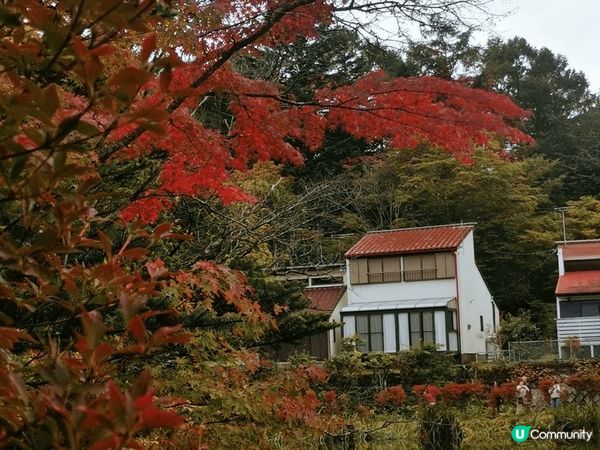日本輕井澤，今次目標是影紅葉，可惜還未完全轉紅，黃葉還有不少...