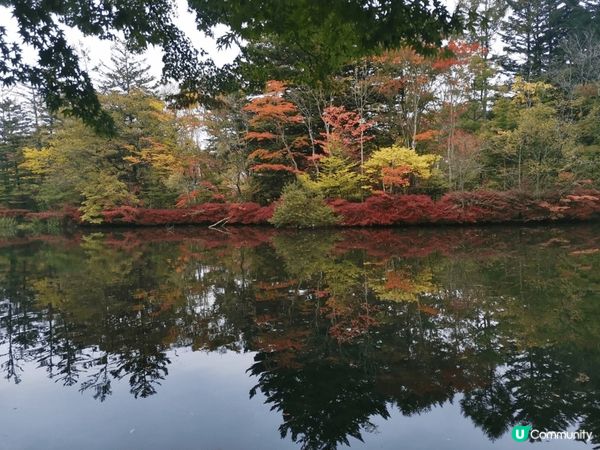 日本輕井澤，今次目標是影紅葉，可惜還未完全轉紅，黃葉還有不少...