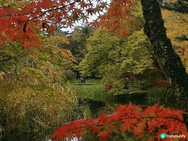 日本輕井澤，今次目標是影紅葉，可惜還未完全轉紅，黃葉還有不少...