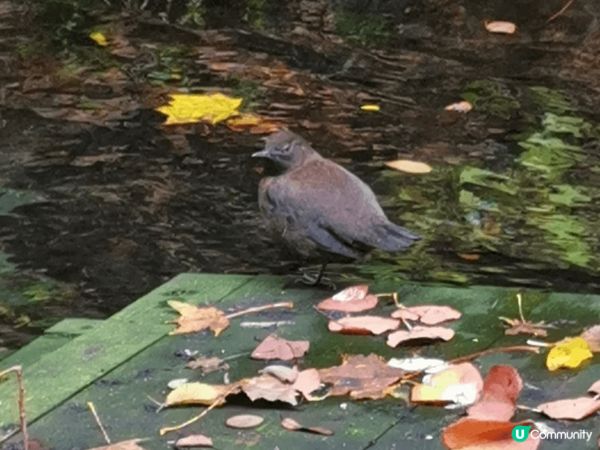 日本輕井澤，今次目標是影紅葉，可惜還未完全轉紅，黃葉還有不少...