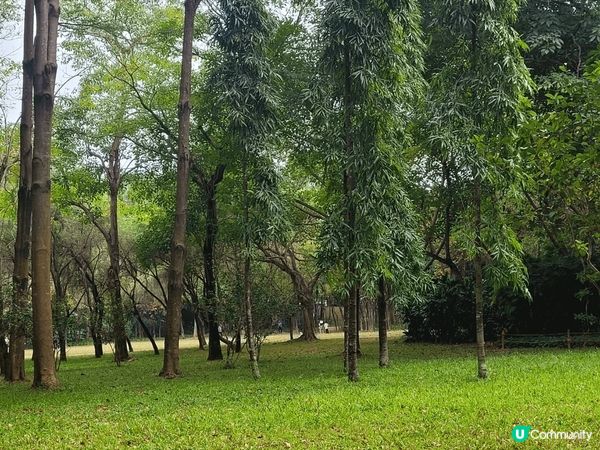 深圳蓮花山，恰巧遇到簕杜鵑花展，人山人海，另邊箱有大片草地和...