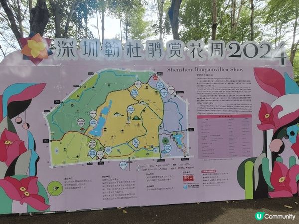 深圳蓮花山，恰巧遇到簕杜鵑花展，人山人海，另邊箱有大片草地和...