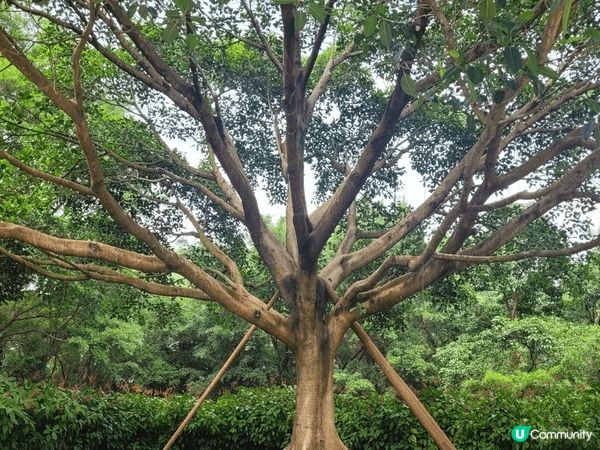 深圳蓮花山，恰巧遇到簕杜鵑花展，人山人海，另邊箱有大片草地和...