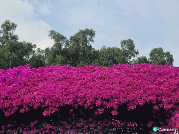 深圳蓮花山，恰巧遇到簕杜鵑花展，人山人海，另邊箱有大片草地和...