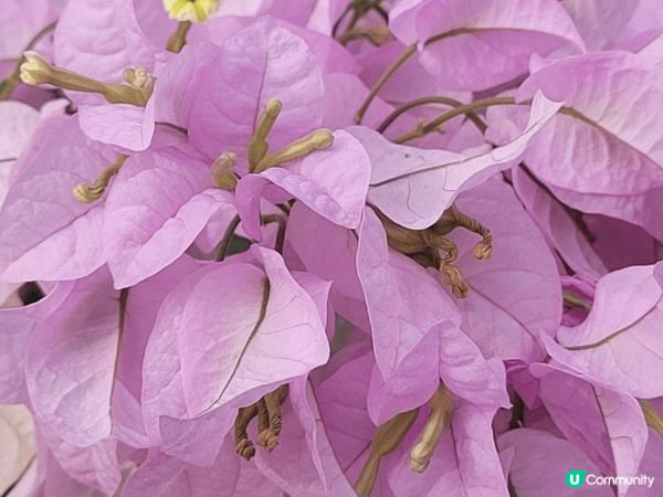 深圳蓮花山，恰巧遇到簕杜鵑花展，人山人海，另邊箱有大片草地和...