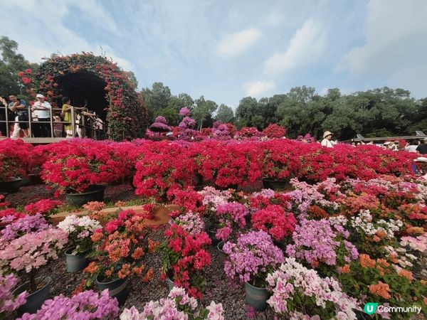 深圳蓮花山，恰巧遇到簕杜鵑花展，人山人海，另邊箱有大片草地和...