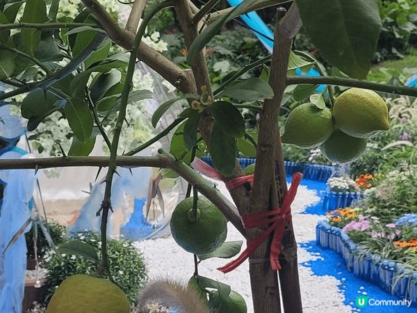 深圳蓮花山，恰巧遇到簕杜鵑花展，人山人海，另邊箱有大片草地和...