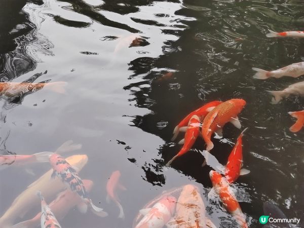 上個weekend同班friend去咗郊外個錦鯉池打卡，真係...