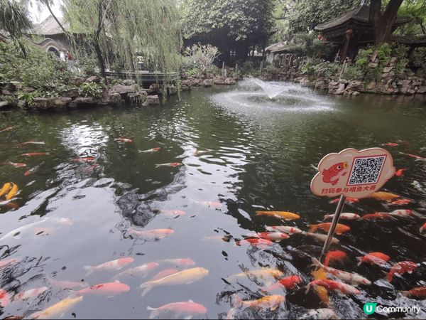 上個weekend同班friend去咗郊外個錦鯉池打卡，真係...