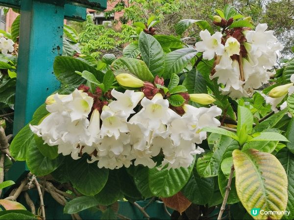 清爽的天氣去行山特別舒服，大潭水塘平路多，適合一家大細到戶外...