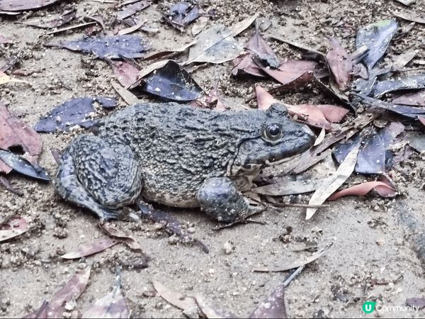 清爽的天氣去行山特別舒服，大潭水塘平路多，適合一家大細到戶外...