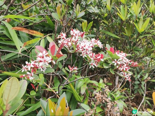 清爽的天氣去行山特別舒服，大潭水塘平路多，適合一家大細到戶外...