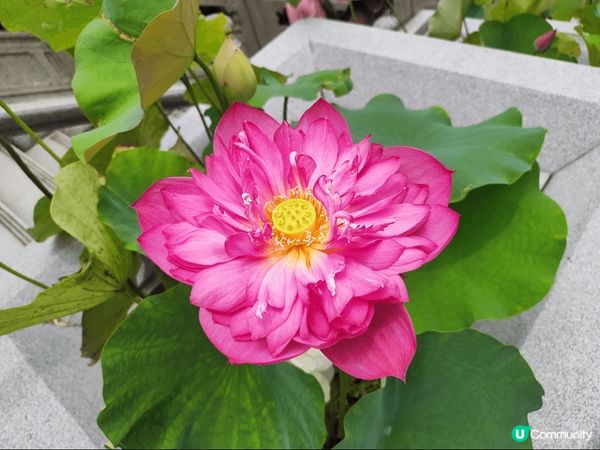 大嶼山昂坪天壇大佛及寶蓮禪寺一遊，雖然心經簡林於6月5日起暫...